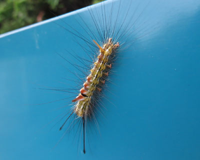 ������Ƃ��ꂢ�ȃX�M�h�N�K