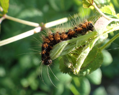 ����Ă����h�N�K