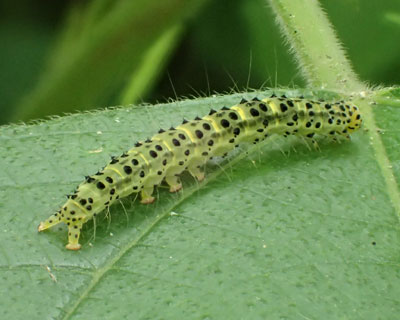 �N���L�V�^�A�c�o