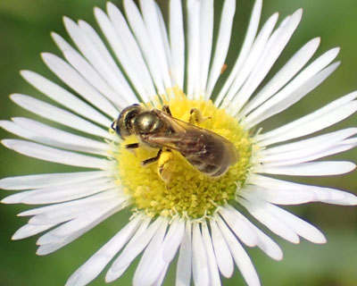 ���Ԃ�A�J�K�l�R�n�i�o�`