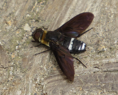 ���Ԃ�N���o�l�c���A�u