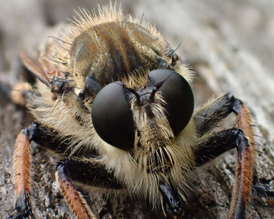 �V�I���A�u