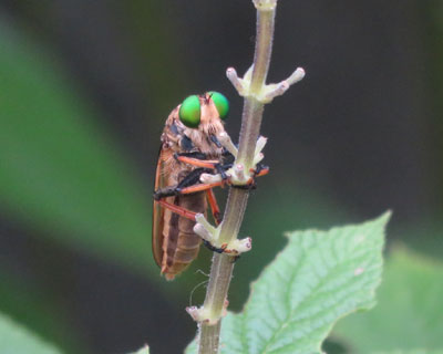 ���������݂��Ă�A�I���A�u