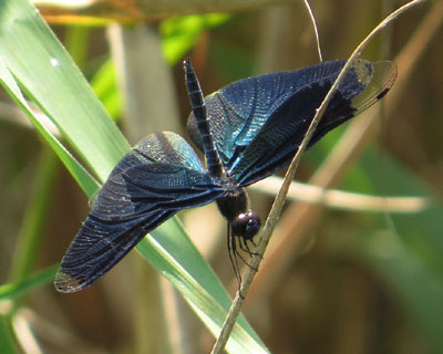 �`���E�g���{