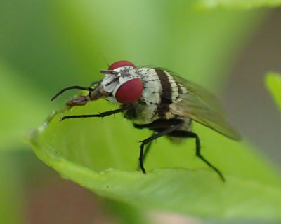 �N���I�r�n�i�o�G