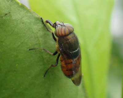 �c�}�O���L���o�G