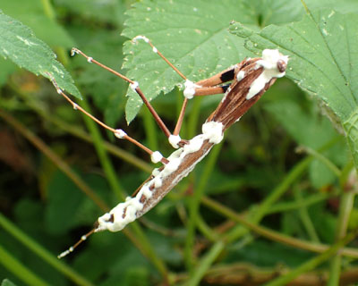 �J�r���J�}�L��