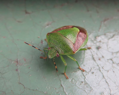 ���Ԃ�`���o�l�A�I�J�����V