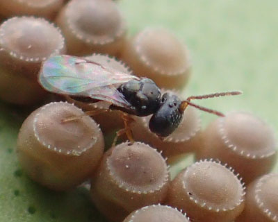 �J�����V���Ɋ񐶂���n�`