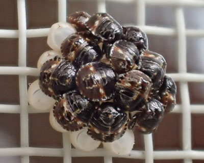 ���܂ꂽ�΂���̃J�����V