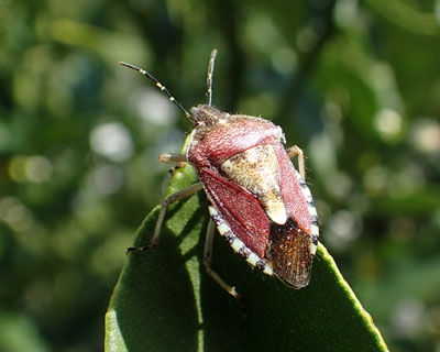 �u�`�q�Q�J�����V