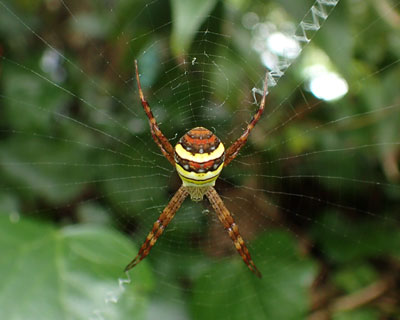 �R�K�^�R�K�l�O��