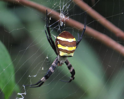 �ł��Ղ�R�K�l�O��