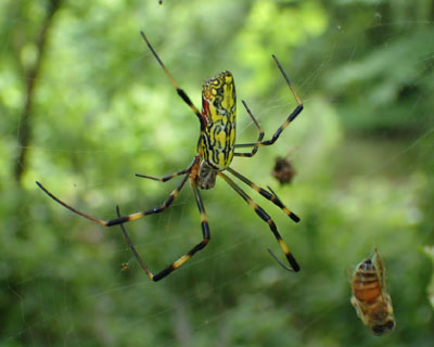 �܂��Ⴂ�W�����E�O��