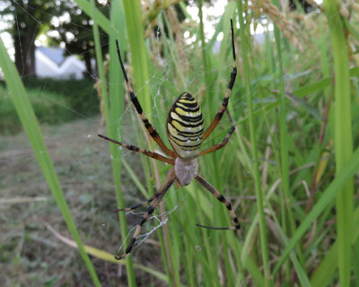 �i�K�R�K�l�O��