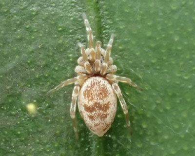 ���Ԃ�l�R�n�O��