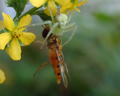 �n�i�O���H