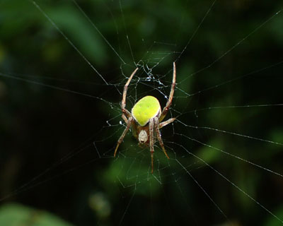 ���L�O���T�c�}�m�~�_�}�V