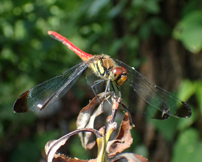 �m�V���g���{�H