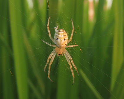 �c��ڂɂ����ς������h���E�I�j�O��