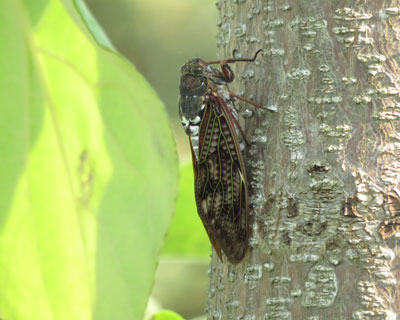 �A�u���[�~