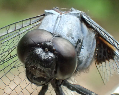 �I�I�V�I�J���g���{�̊�