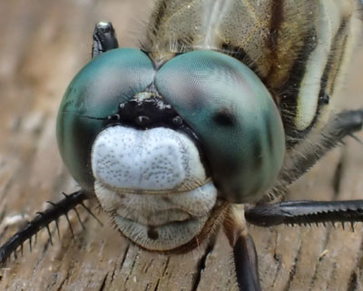 �V�I�J���g���{�̊�