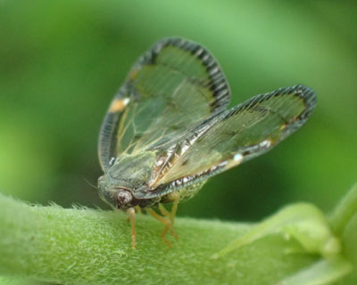 �X�P�o�n�S����