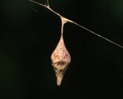 �I�I�g���m�t���_�}�V�̗��X