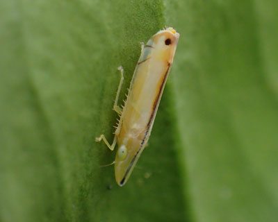 �ςȊ�̃N���X�W�z�\�T�W���R�o�C