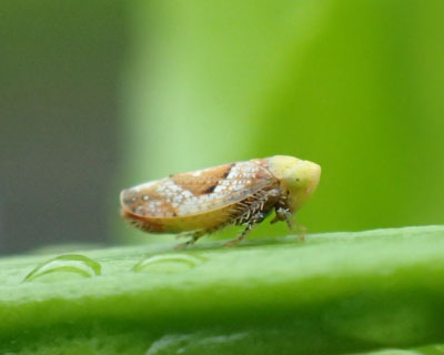 �q�V�������R�o�C