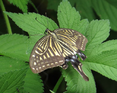 �s���R���������A�Q�n