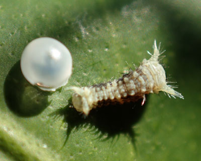 �A�Q�n�n�c��