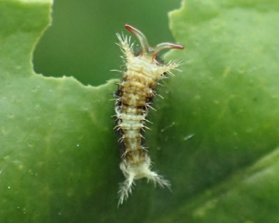 �H�����ז�����Ɠ{��