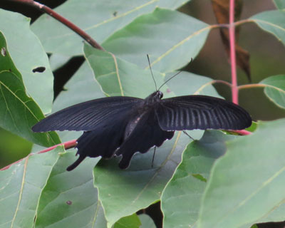 �N���A�Q�n