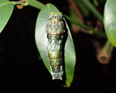 ���̗������E�����N���A�Q�n�C��