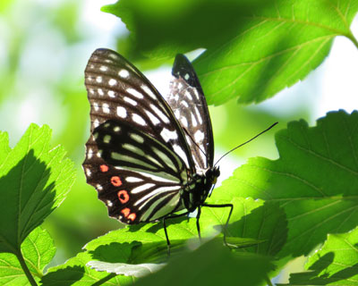 �悭�؂̏�̕��Ɏ~�܂�A�J�{�V�S�}�_��