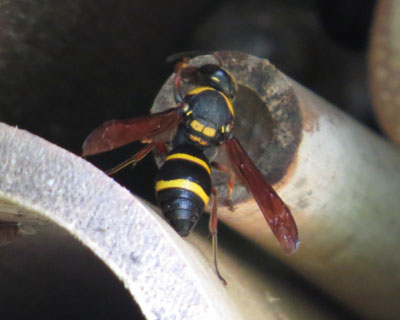 �I�I�t�^�I�r�h���o�`