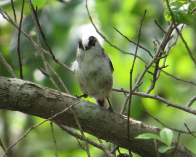 �G�i�K���A���Ă���