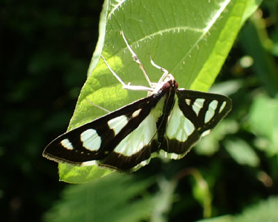 ���c�{�V�m���C�K