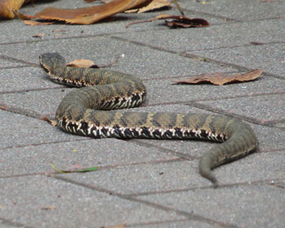 ���˂��ˉ��f����}���V