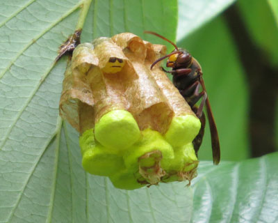 �L�{�V�A�V�i�K�o�`