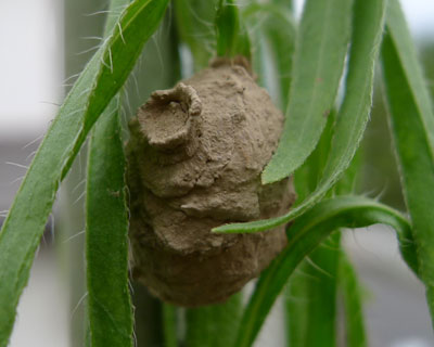 �L�{�V�g�b�N���o�`�̓���