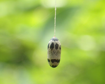 �z�E�l���^�����`�r�A���o�`�̖�