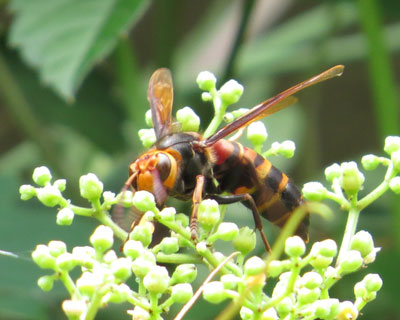 �q���X�Y���o�`�ۂ�