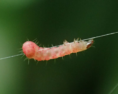 �N���̎��ō���s���N�C��