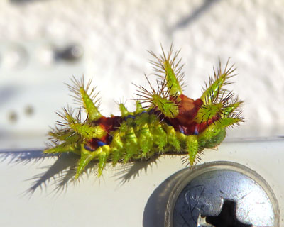 �����ɂ��ɂ����ȃC���K