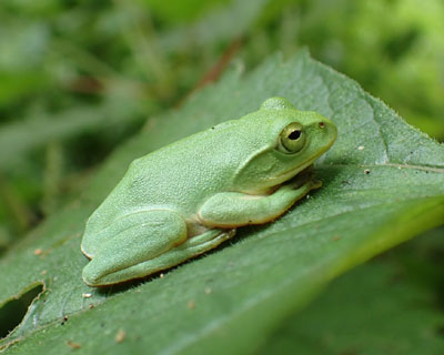 �������ȃV�����[�Q���A�I�K�G��