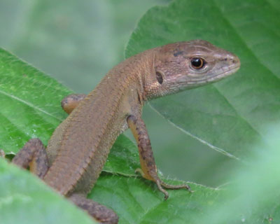 �J�i�w�r�Ԃ����