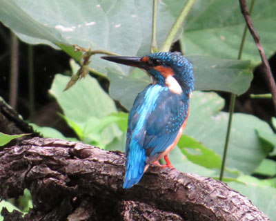 ���܂ɂ̓J���Z�~